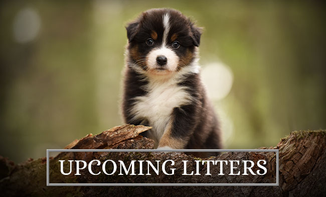 Lake Creek Aussies Upcoming Litters