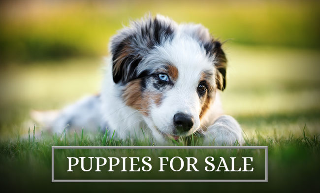 Stejl Mand Fryse Australian Shepherd Breeder | Aussie Puppies Deadwood, Oregon