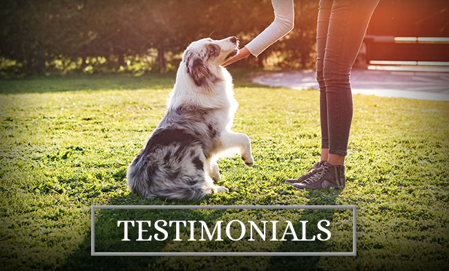 Lake Creek Aussies Testimonials
