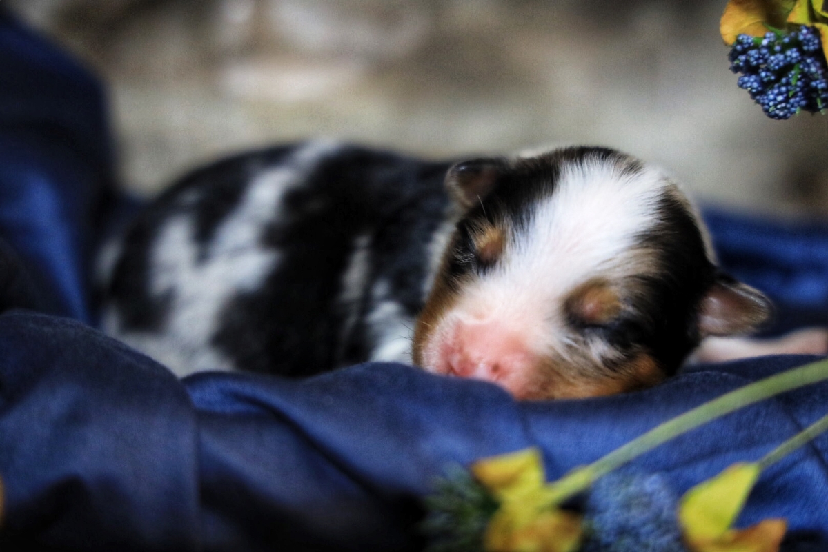 Blue Merle #2
