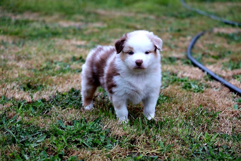 Red Merle Female 