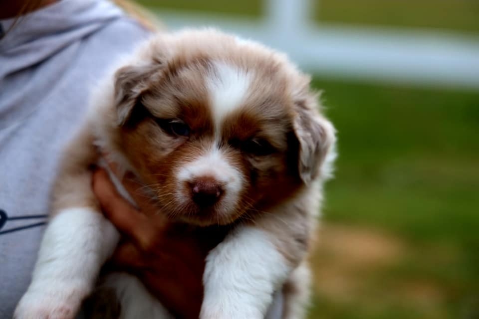 Red Merle Female 