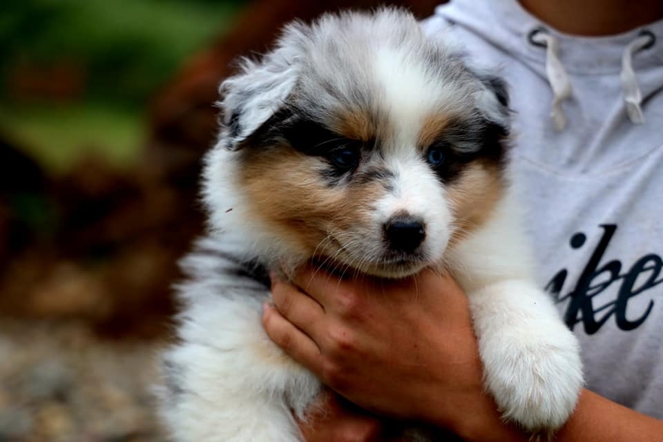 Blue Merle Male 