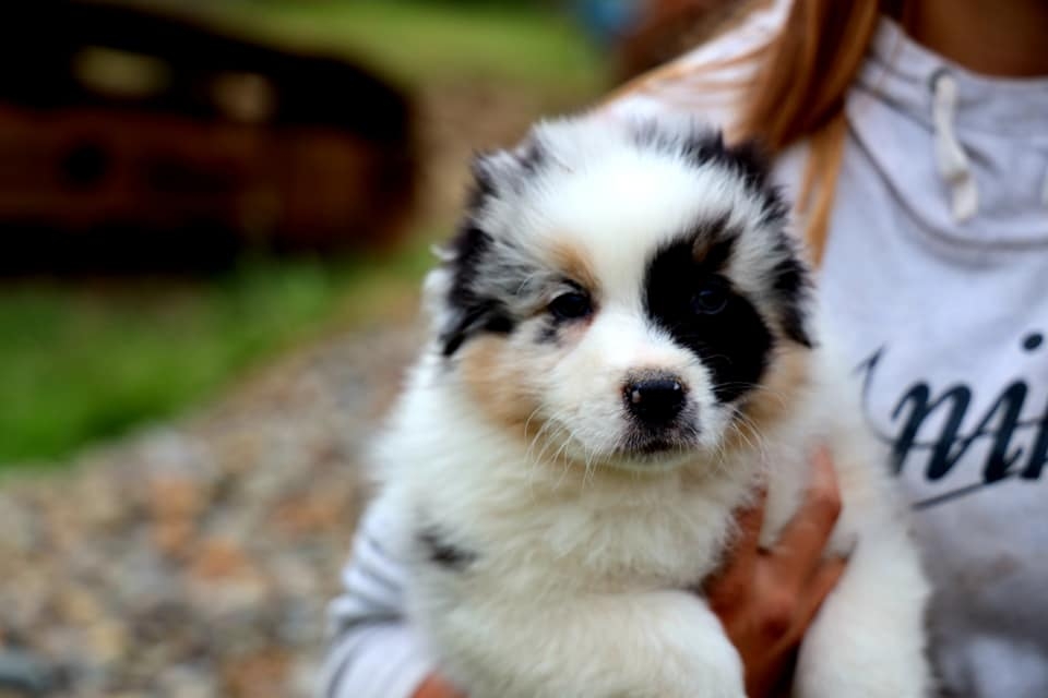 Blue Merle Male 