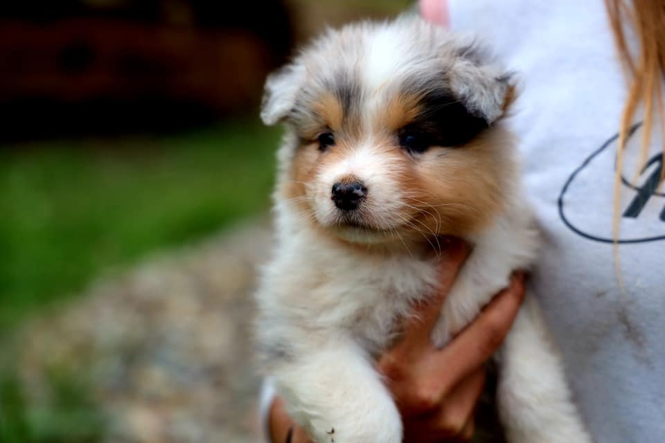 Blue Merle Male 
