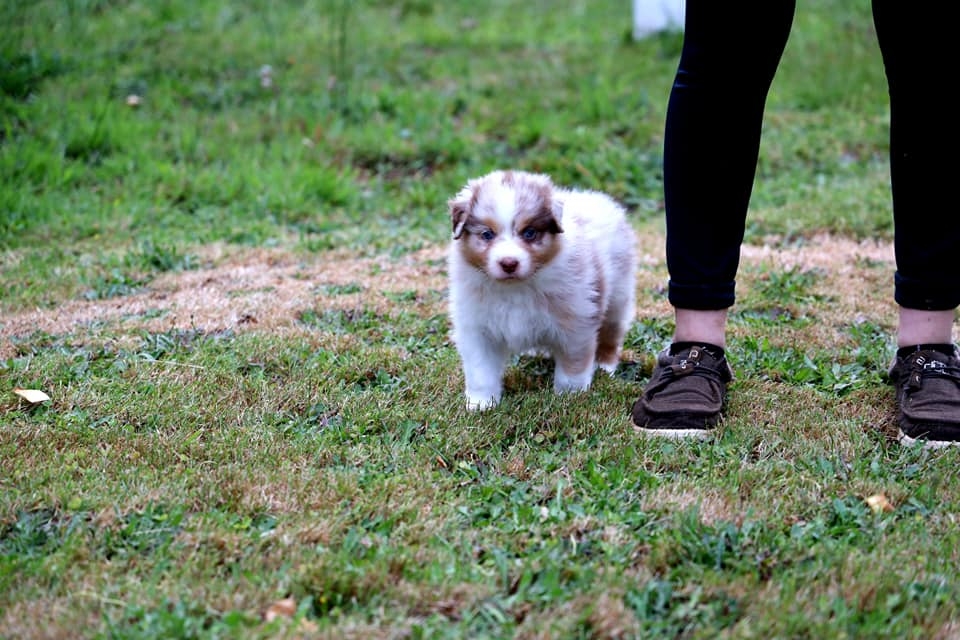 Red Merle Male 