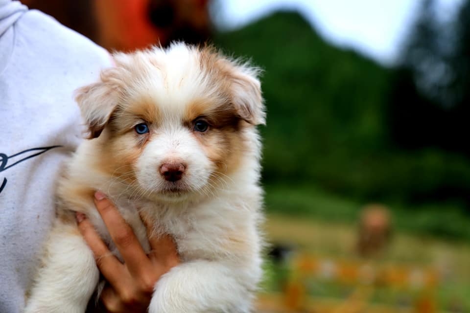 Red Merle Male 