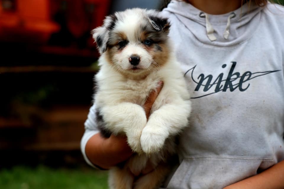 Blue Merle Female 