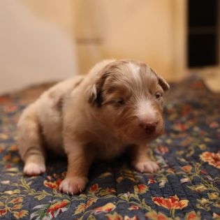 Sallie 