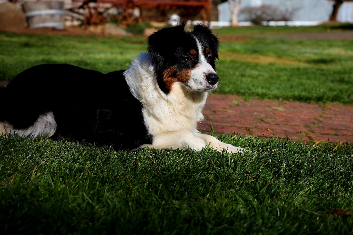 Jolie 