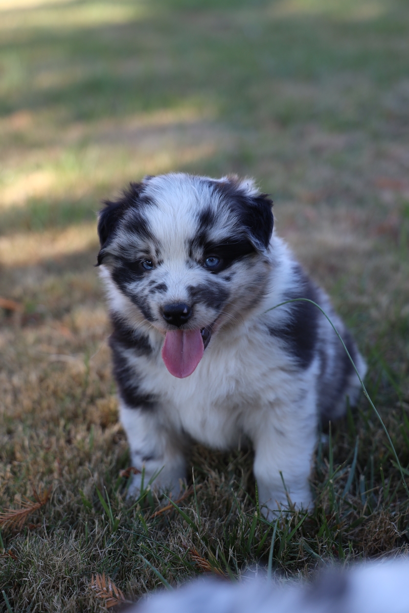 Tilly - Blue Merle Female