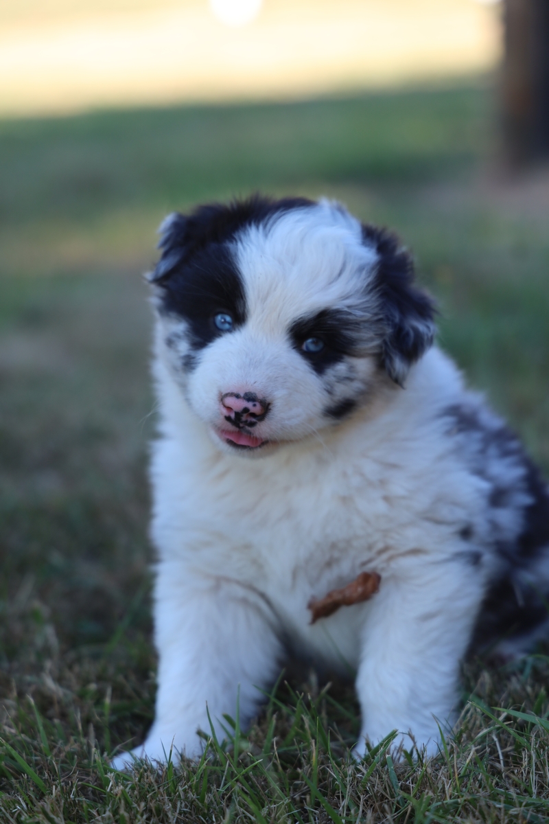 Tye - Blue Merle Male 