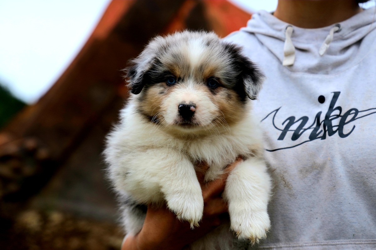 Blue Merle Male 
