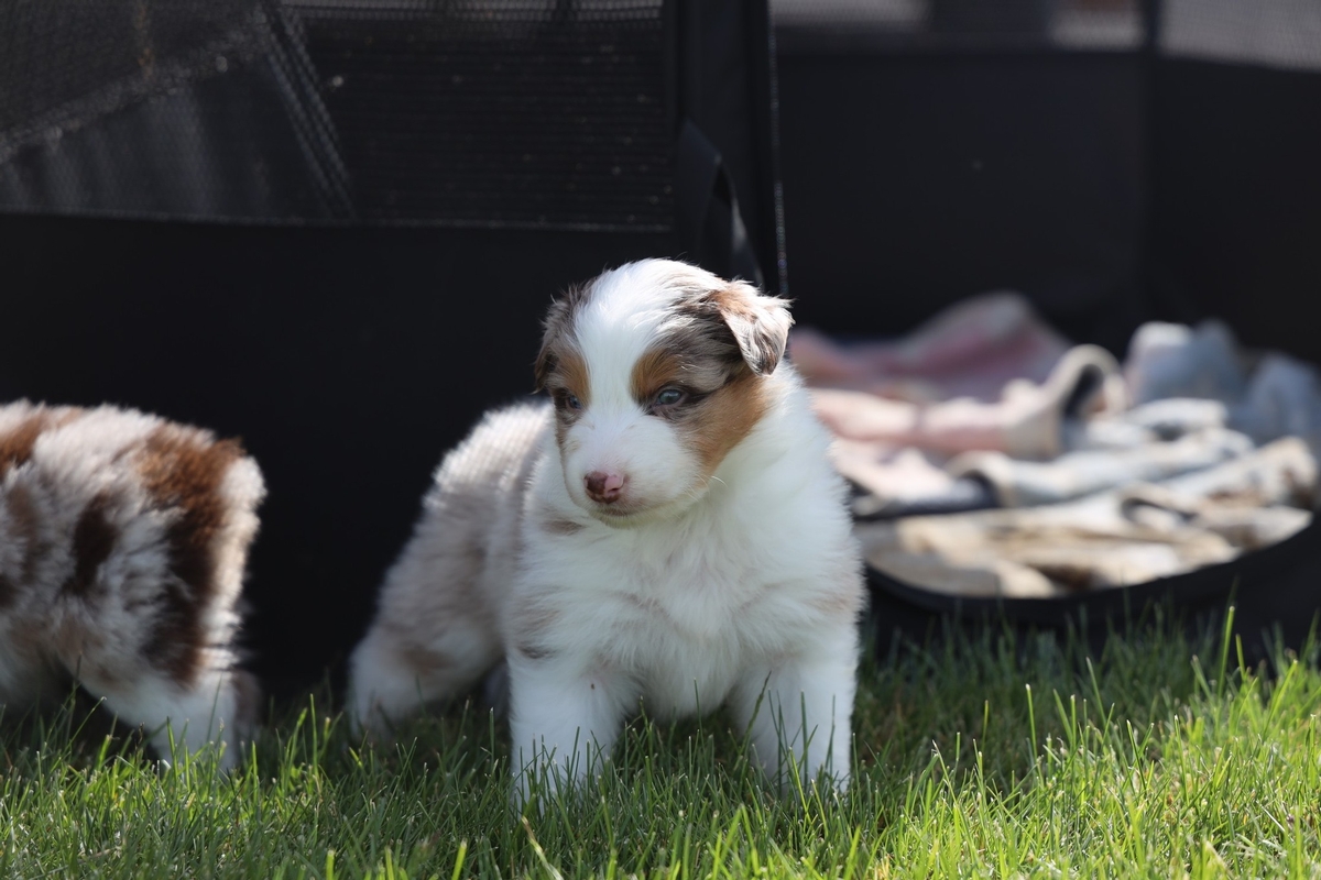 Tucker 