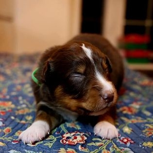 Sammy