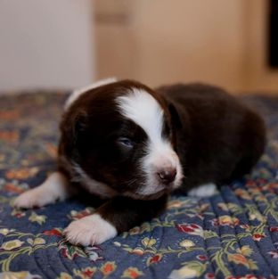 Foster 