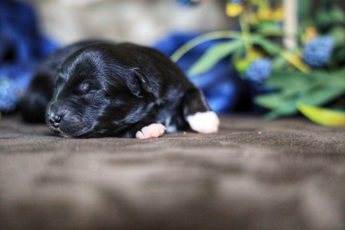 Black Tri Female 