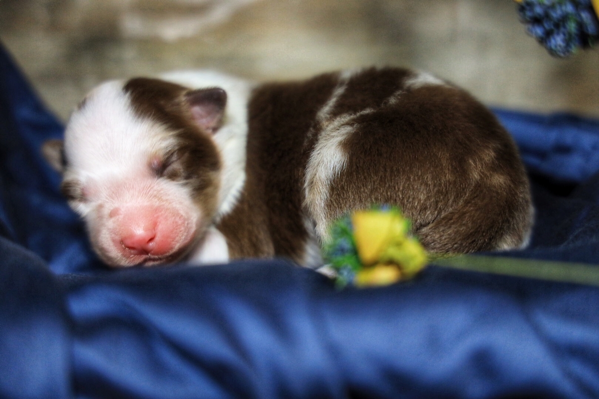 Red merle #2
