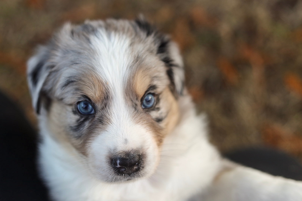 Bo