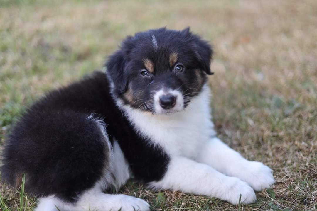Tucker 