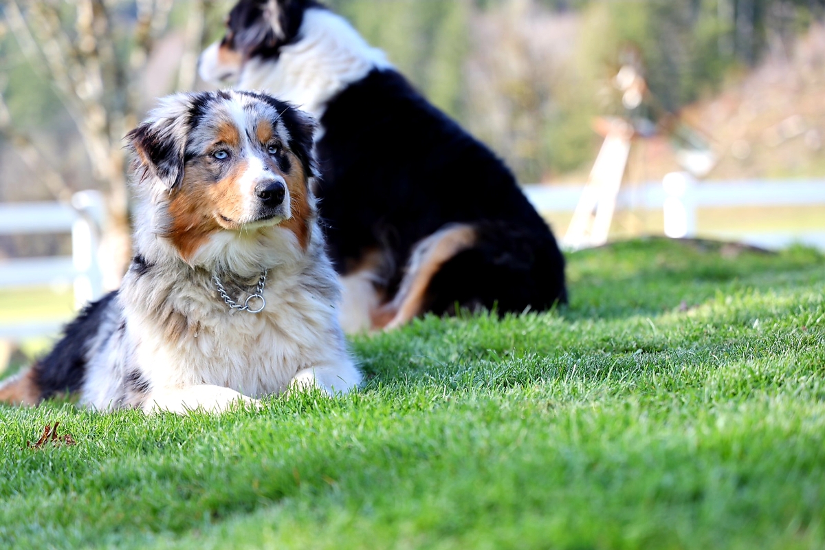 Aussies or Australian Shepherd